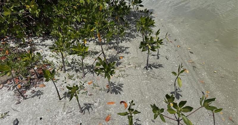 New mangroves take root as Sanibel rebuilds after hurricanes | Lee County