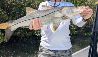 The Tampa Bay Fishin’ Report: Spanish mackerel are biting in the bay | Sports