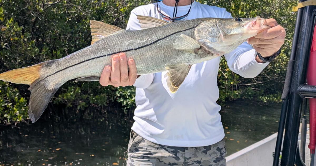 The Tampa Bay Fishin’ Report: Spanish mackerel are biting in the bay | Sports
