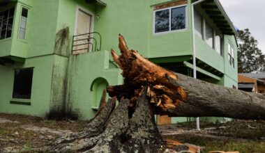 How did St. Petersburg’s tree canopy fare after the 2024 hurricanes? | St. Petersburg