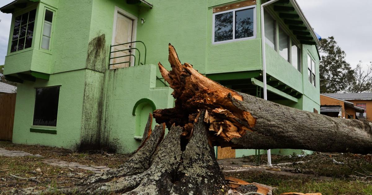 How did St. Petersburg’s tree canopy fare after the 2024 hurricanes? | St. Petersburg