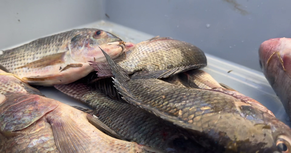 Invasive freshwater fish roundup in Fort Myers helps fuel research | Lee County