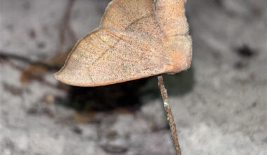 Rare Florida Moth Thought Extinct Rediscovered in the Wild