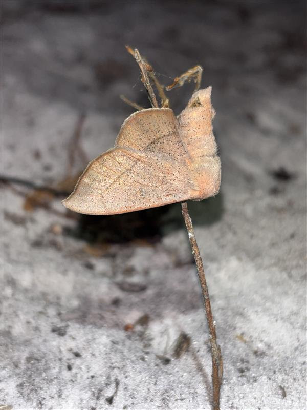 Rare Florida Moth Thought Extinct Rediscovered in the Wild