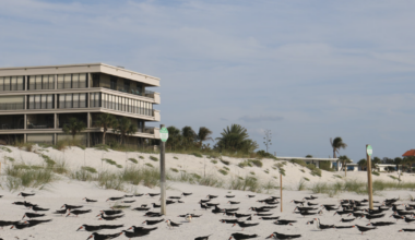 Hundreds of mothballs scattered on St. Pete Beach. Wildlife officials are investigating | Beaches