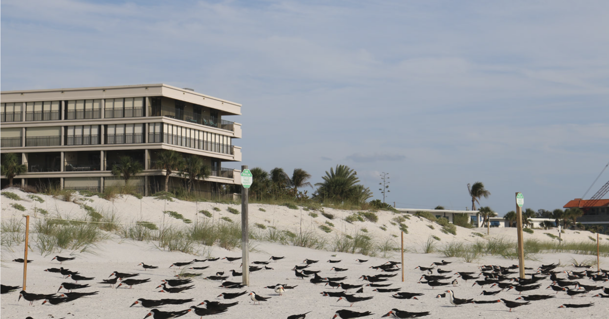 Hundreds of mothballs scattered on St. Pete Beach. Wildlife officials are investigating | Beaches