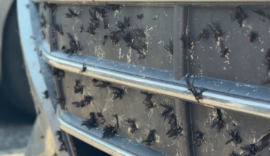 Love bugs swarm Southwest Florida cars, here's why they won't leave | Lee County