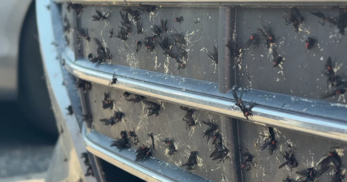 Love bugs swarm Southwest Florida cars, here's why they won't leave | Lee County