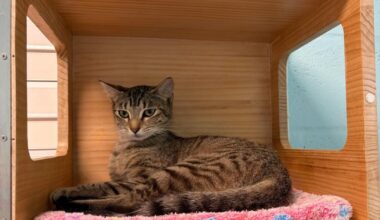 Cape Coral Animal Shelter honors volunteers as expansion plans grow | WINK Stop