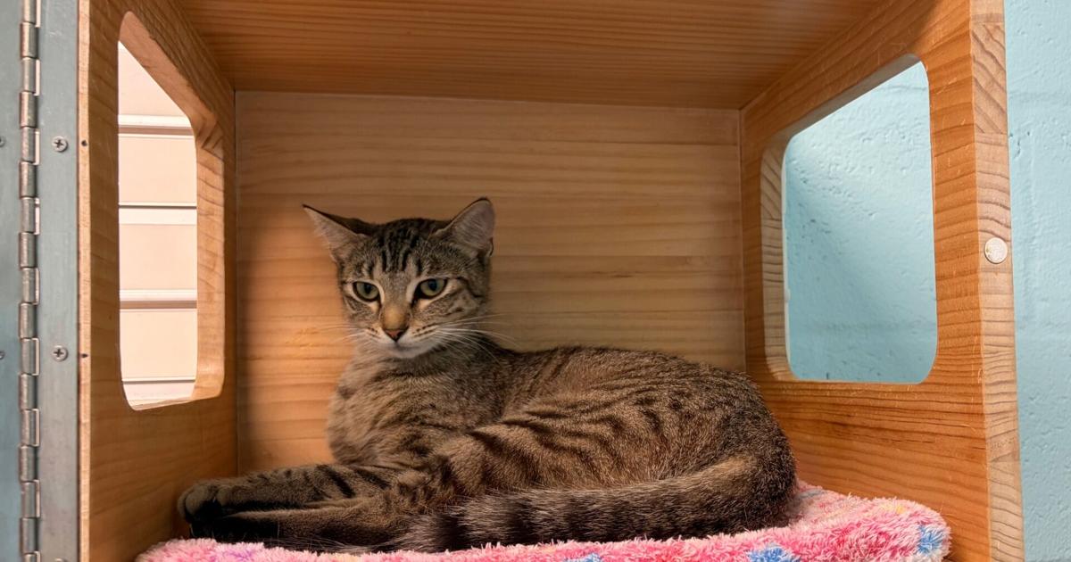 Cape Coral Animal Shelter honors volunteers as expansion plans grow | WINK Stop