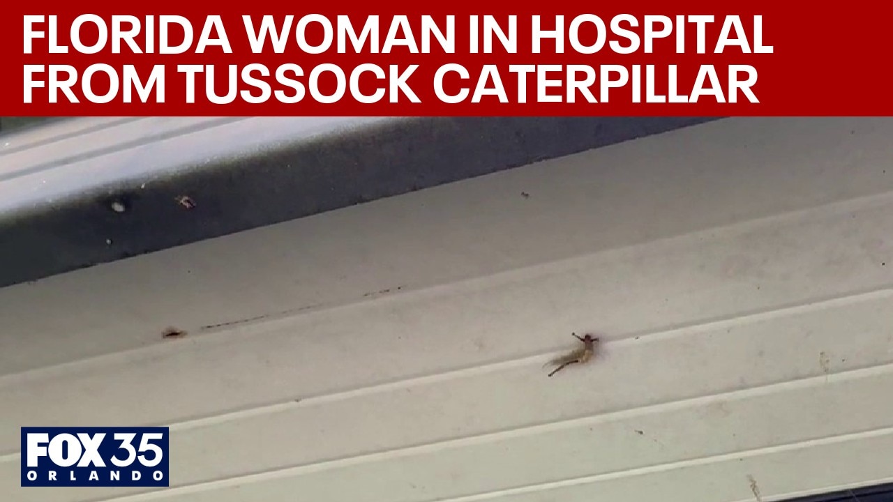 Florida woman hospitalized from tussock caterpillars: 'Stay away' 