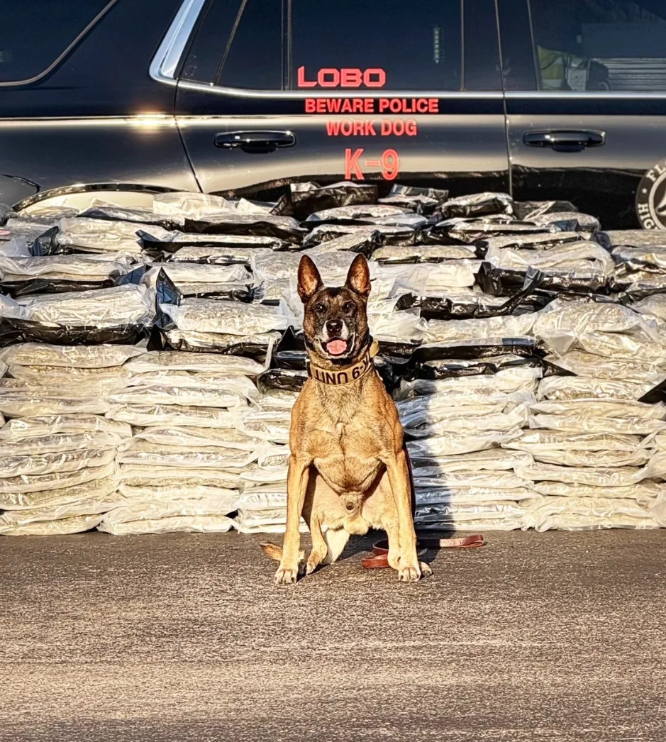 police dog with drugs