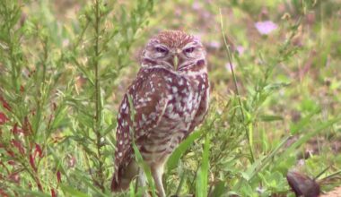 Concerns raised over ongoing harassment of burrowing owls in Cape Coral