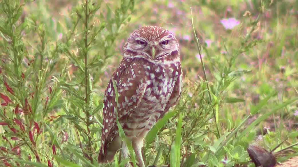 Concerns raised over ongoing harassment of burrowing owls in Cape Coral