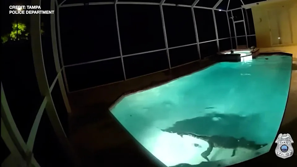 Officers found a 9-foot gator in the screened-in pool area of the callers' home.