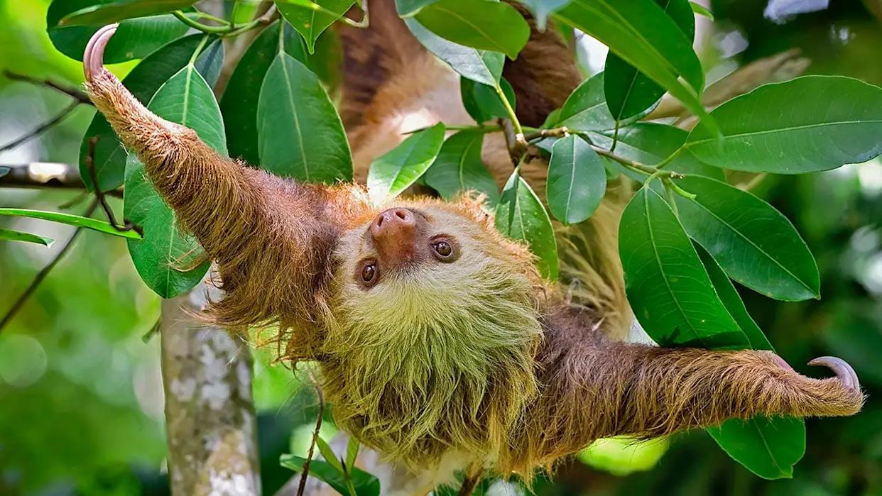 A two-toed sloth hanging with arms stretched wide in a tree