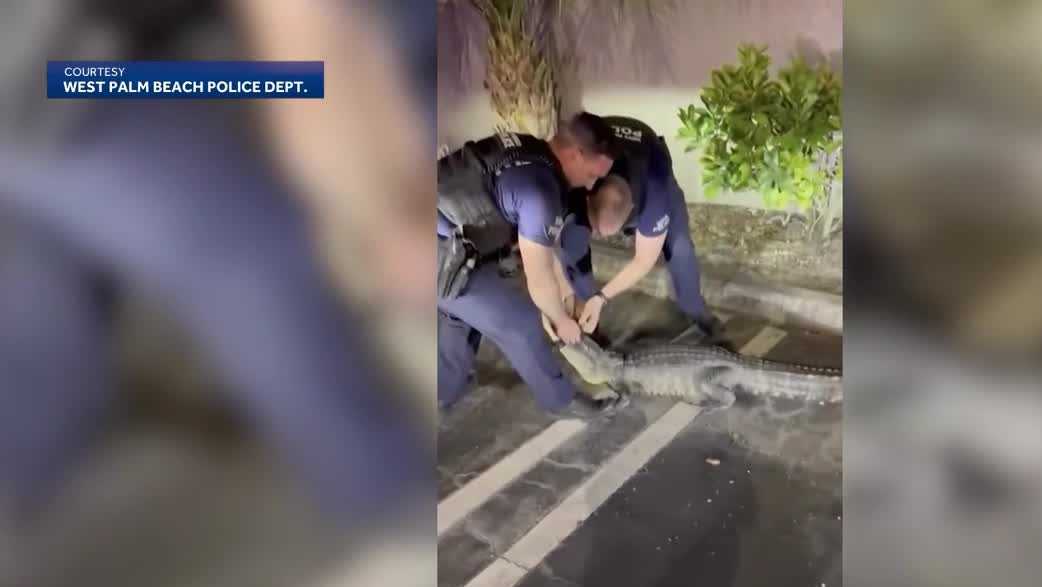 Video shows Florida officer wrangling alligator in parking lot