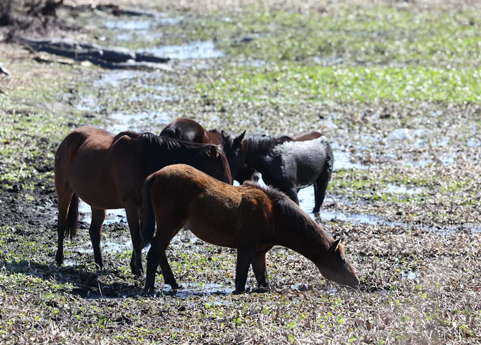 Wild horses ventured near the U.S. 441 boardwalk at Paynes Prairie in Gainesville, Florida, on Tuesday, Feb. 24, 2026. The prairie is home to wild horses descended from Spanish and Florida Cracker stock. The easily accessible boardwalk offers expansive views of the prairie, and unusually low water levels combined with green grass created favorable conditions for viewing horses and bison.
