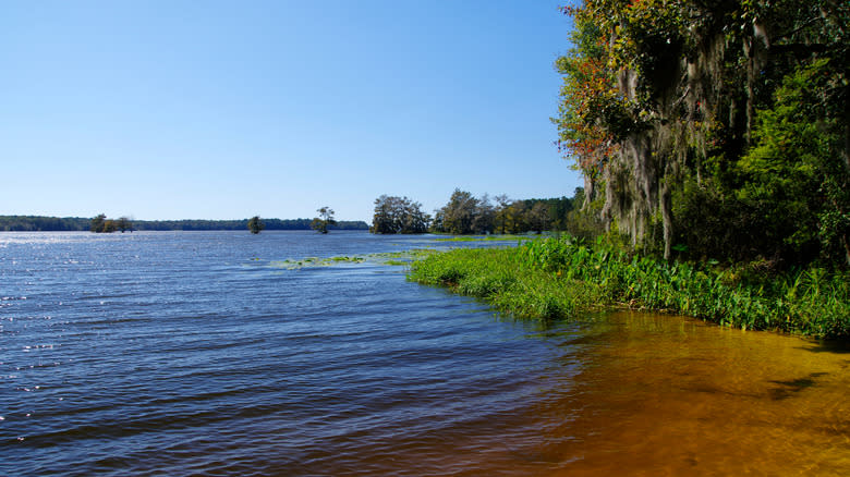 View of the shoreline of Lake Talquin in Tallahassee