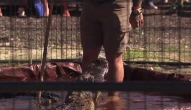 Gator Fest brings Florida culture to Fort Myers with alligator wrestling and family fun