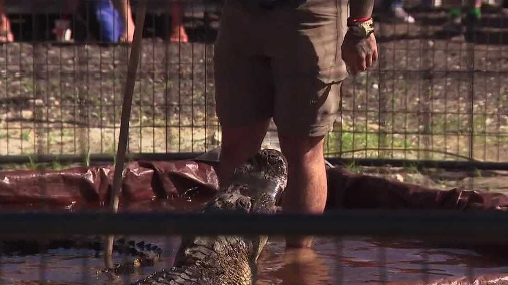 Gator Fest brings Florida culture to Fort Myers with alligator wrestling and family fun