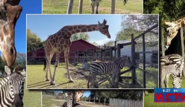 Unlikely friendship between giraffe and zebra formed at Wild Adventures