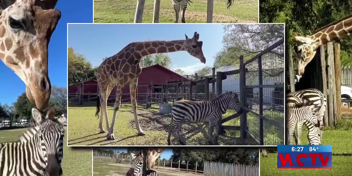 Unlikely friendship between giraffe and zebra formed at Wild Adventures