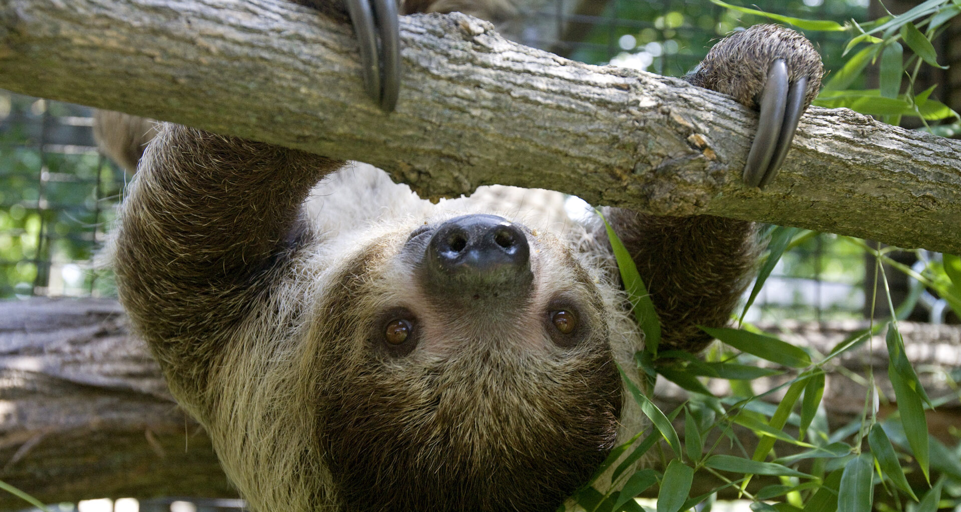 In this June 18, 2012 photo, Eden, a Linnaeus's two-toed sloth, hangs from tree branches at the Scovill Zoo in Decatur, Ill. Eden is the zoo's first sloth. She sleeps more than 15 hours a day and spends virtually all of her time in the trees in her habitat. She made the move from the Cincinnati Zoo & Botanical Garden this spring and has been on display since mid-June. (AP Photo/Herald & Review, Mark Roberts)
