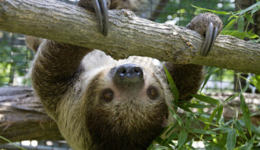 In this June 18, 2012 photo, Eden, a Linnaeus's two-toed sloth, hangs from tree branches at the Scovill Zoo in Decatur, Ill. Eden is the zoo's first sloth. She sleeps more than 15 hours a day and spends virtually all of her time in the trees in her habitat. She made the move from the Cincinnati Zoo & Botanical Garden this spring and has been on display since mid-June. (AP Photo/Herald & Review, Mark Roberts)