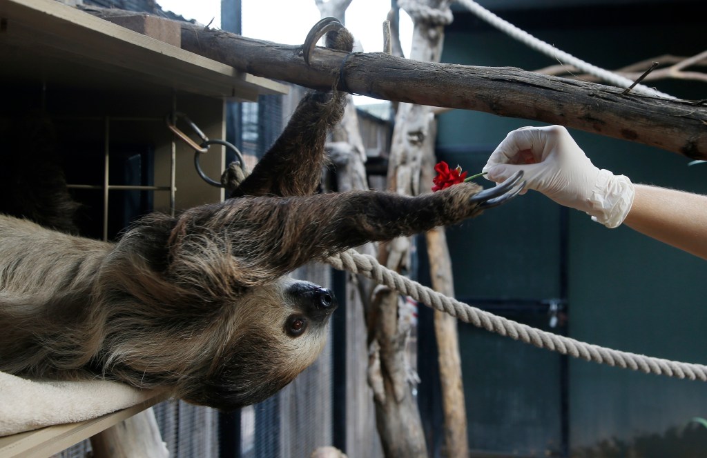 Fernando, the two-toed sloth, reaches out for a red rose to eat inside his habitat at the Phoenix Zoo Monday, April 27, 2020, in Phoenix.  The pandemic has jeopardized zoos around the world that have been forced to close but rely on ticket sales. The struggle has some zoos turning to social media to engage with people who can no longer visit and raise some much-needed cash.  (AP Photo/Ross D. Franklin)