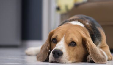 Tampa insurer now covers dog bites