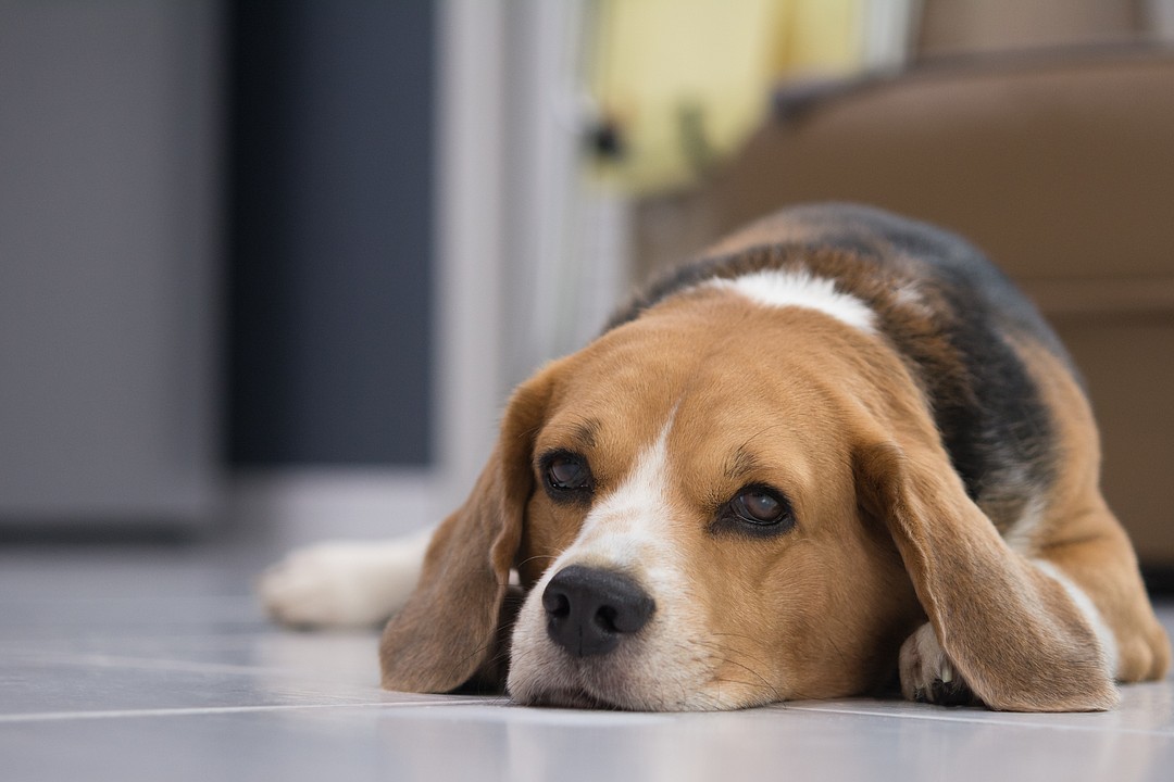 Tampa insurer now covers dog bites