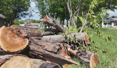 Risk of toppling trees increasing as months-long drought continues, Tallahassee arborist says