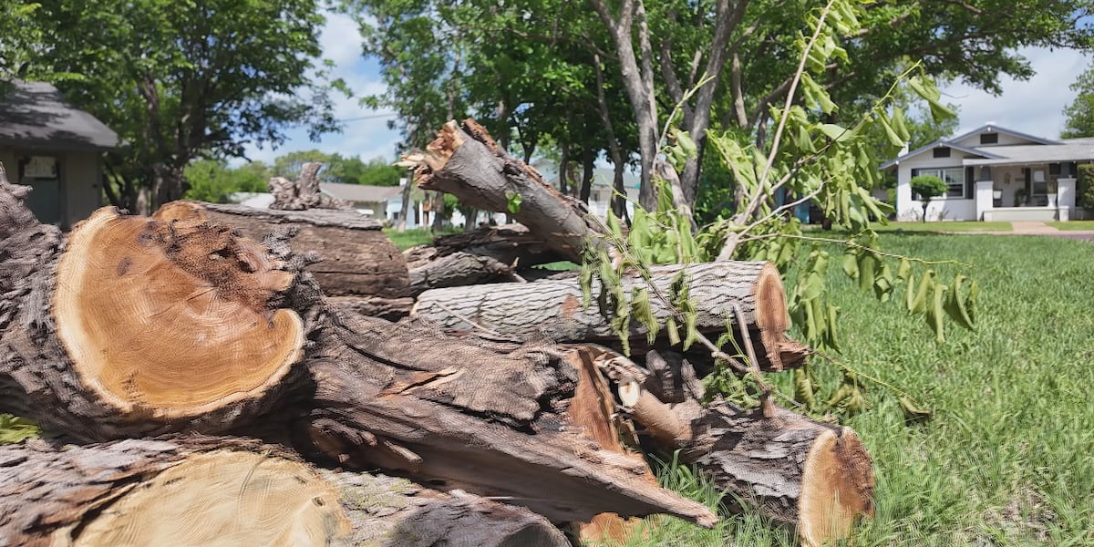 Risk of toppling trees increasing as months-long drought continues, Tallahassee arborist says
