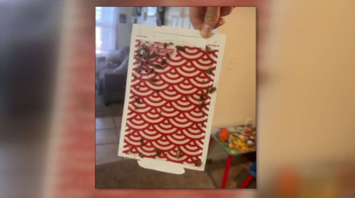 Jacksonville mom disputes $2K lease charge after roach-infested unit fails inspection