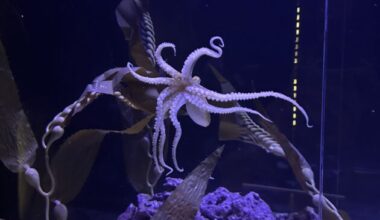 Shell museum welcomes new marine life - SANIBEL-CAPTIVA
