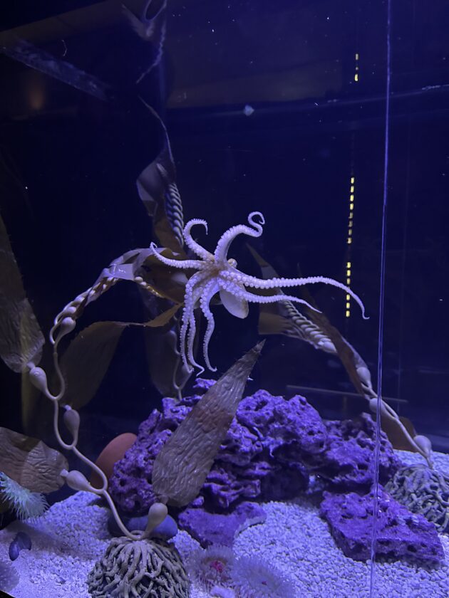 Shell museum welcomes new marine life - SANIBEL-CAPTIVA