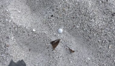 On Monday, FWC officers assisted the Audubon Society and local beachgoers in cleaning the mothballs from the beach, which officials said can be toxic to humans and wildlife. (Courtesy Norma Siniscalchi)