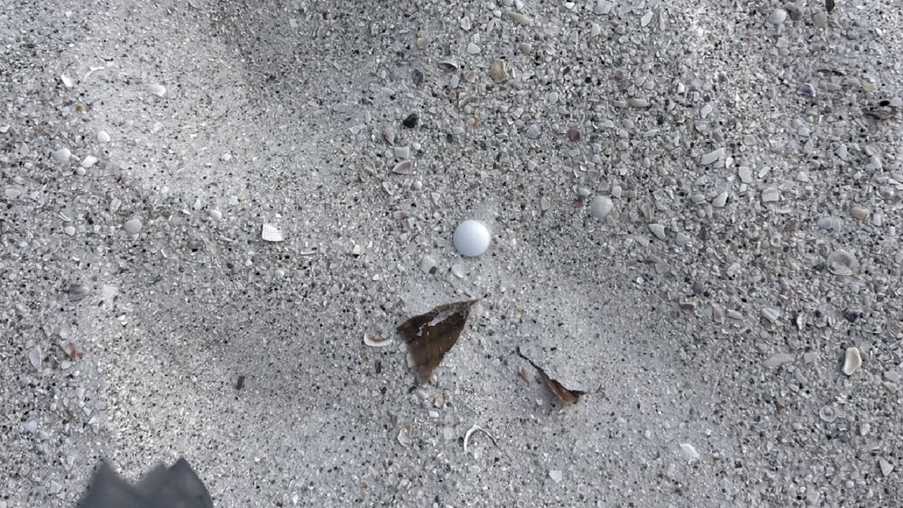 On Monday, FWC officers assisted the Audubon Society and local beachgoers in cleaning the mothballs from the beach, which officials said can be toxic to humans and wildlife. (Courtesy Norma Siniscalchi)