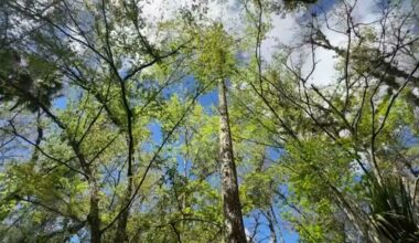 The city of Tampa is rethinking how it manages and expands its urban tree canopy following new research from the University of South Florida (Spectrum News)