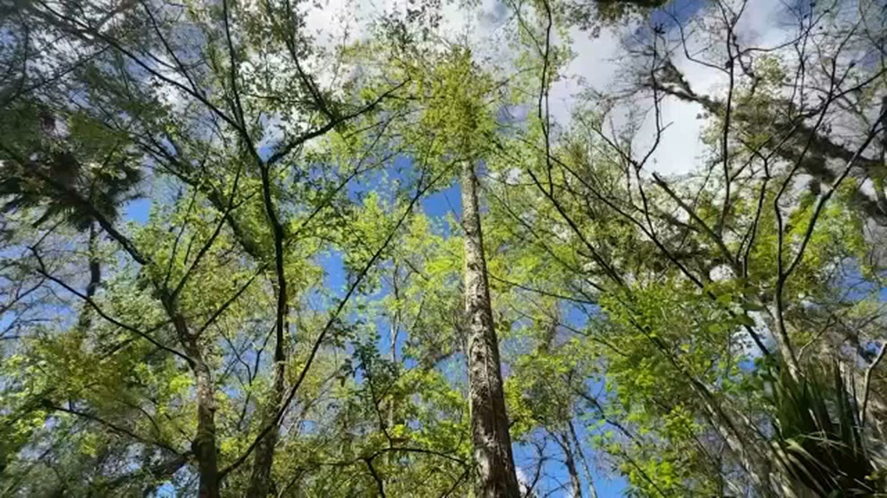 The city of Tampa is rethinking how it manages and expands its urban tree canopy following new research from the University of South Florida (Spectrum News)