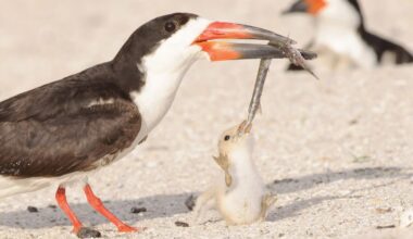 Who put toxic mothballs on St. Pete Beach?