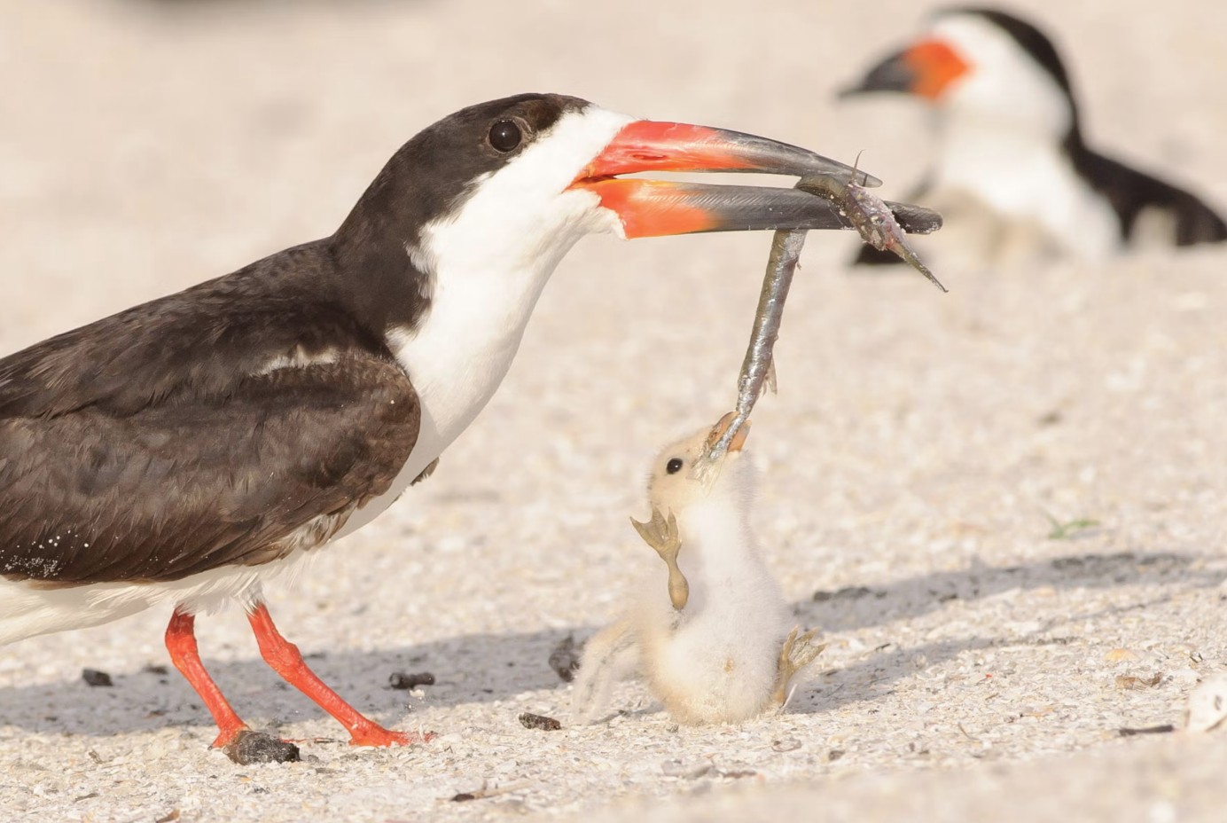 Who put toxic mothballs on St. Pete Beach?
