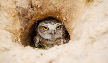 Burrowing Owl photo contest returns to celebrate Cape Coral’s iconic bird