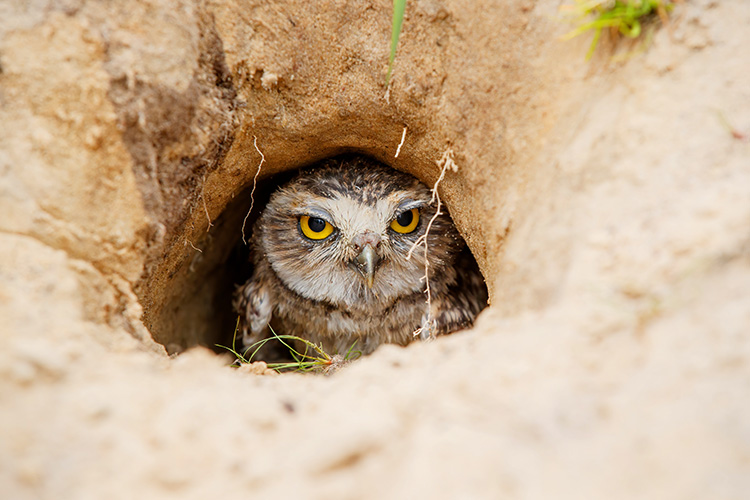 Burrowing Owl photo contest returns to celebrate Cape Coral’s iconic bird