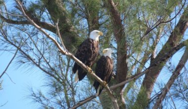 Livestreams end for Captiva eagle and osprey cams - SANIBEL-CAPTIVA