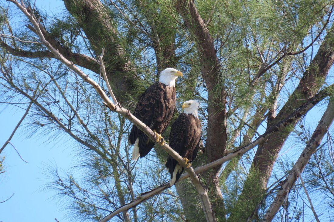 Livestreams end for Captiva eagle and osprey cams - SANIBEL-CAPTIVA