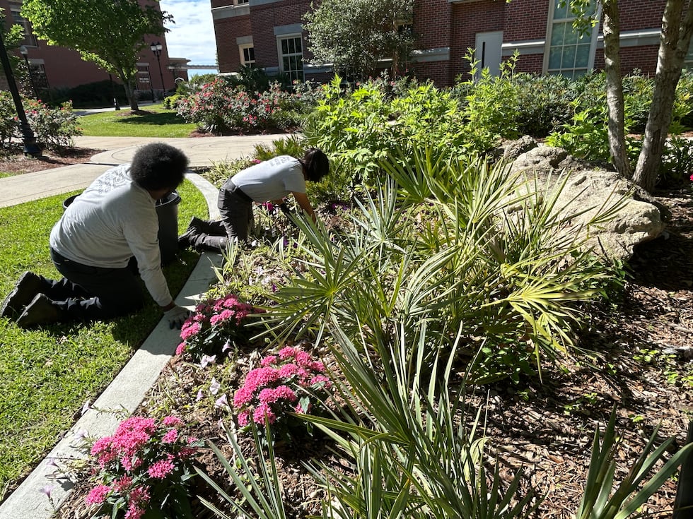 A grounds and landscaping team of more than 100 tends to trees, plants and flowers on the FSU...