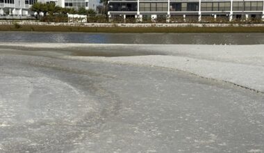 Fort Myers Beach announces another fish kill event - FORT MYERS