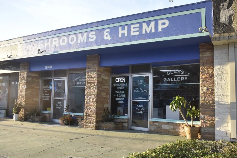 A wide, street-level photograph of the Chillum Mushroom & Hemp Dispensary storefront in St. Petersburg, Florida. The building features a blue upper facade with large white block lettering that reads 'MUSHROOMS & HEMP.' The lower half of the storefront is composed of textured tan stone pillars and large glass windows. Signs in the windows advertise 'GLASS GALLERY' and list products like 'CBD/CBG,' 'NOOTROPICS,' and 'HEMP.' A potted plant sits on the sidewalk in front of the entrance under a bright, clear sky.